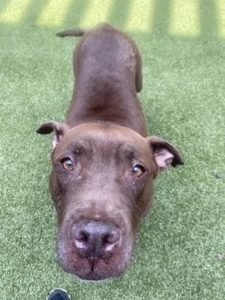 Chocolate Shake thumbnail 3