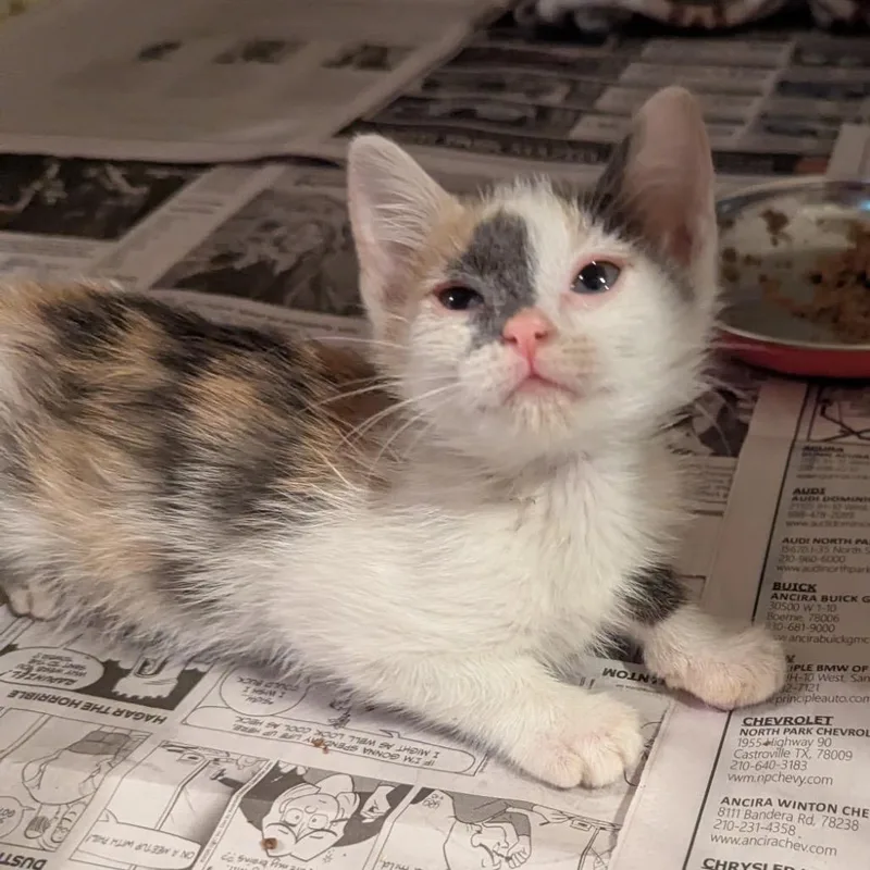 A young small-sized female Calico Domestic Short Hair cat named Rub a Dub Dub for adoption in Boerne, TX