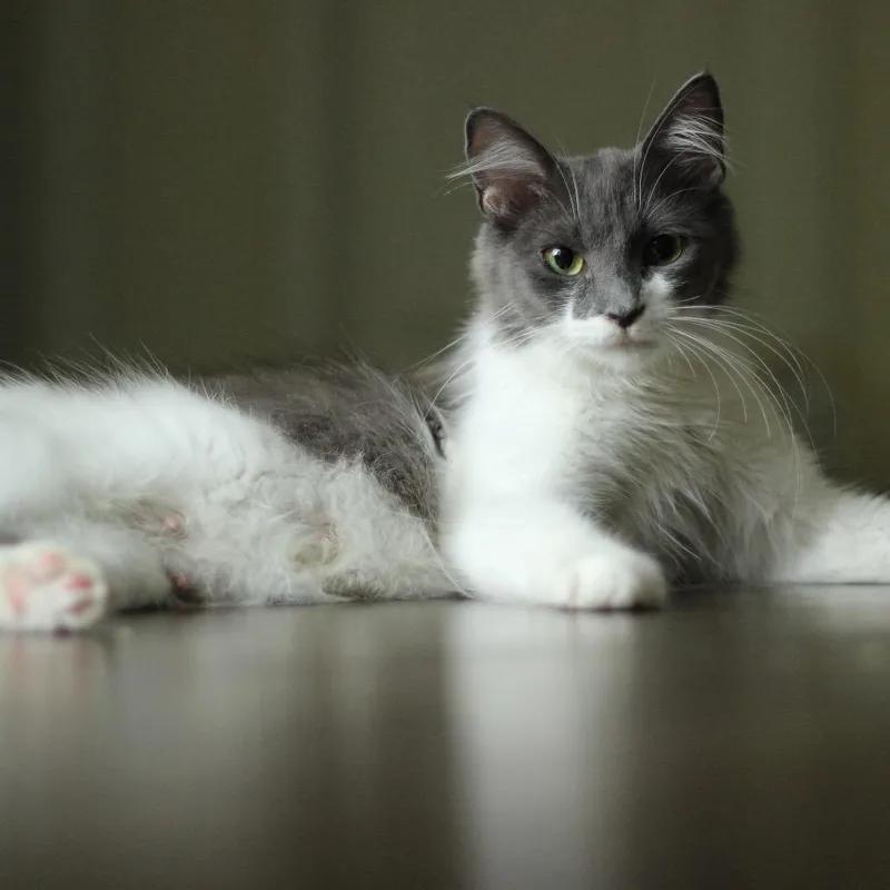 A young small-sized female Domestic Medium Hair cat named Barbara for adoption in Hillsborough, NC
