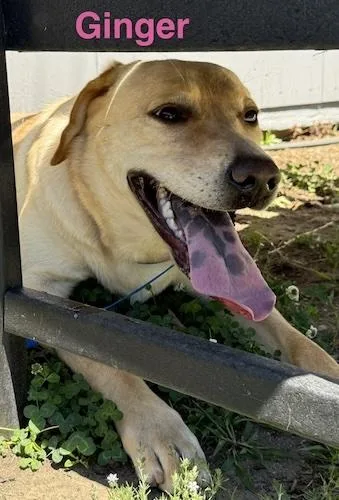 A young medium-sized female Yellow Labrador Retriever dog named Ginger for adoption in Killingworth, CT