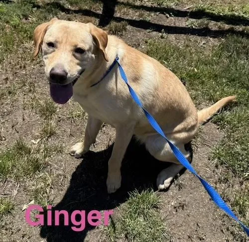 Ginger thumbnail 2