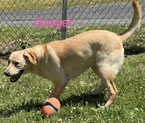 Ginger thumbnail 3