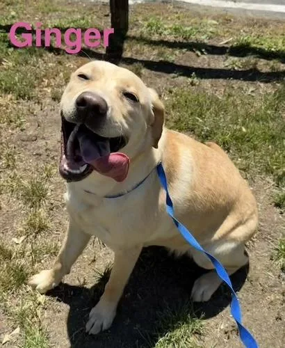Ginger thumbnail 4