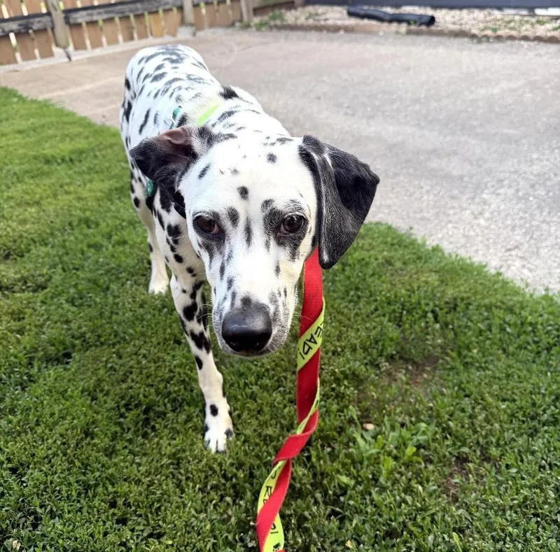 A young medium-sized female White / Cream Dalmatian dog named MabelMoline IL for adoption in San Diego, CA