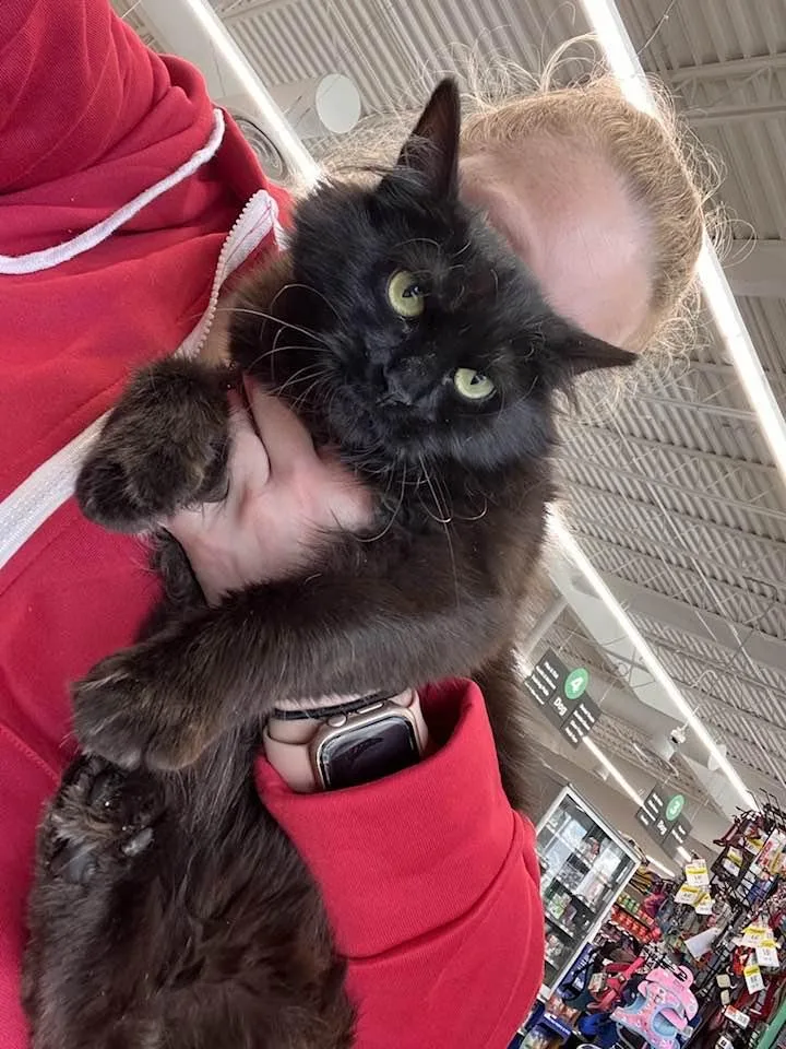 A young medium-sized female Black Domestic Long Hair cat named Porsche for adoption in Cleveland, OH