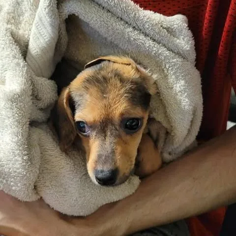 A baby small-sized female Mixed Breed dog named Hailey for adoption in Dover, AR