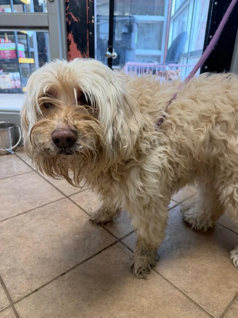 A senior medium-sized male Poodle dog named George for adoption in Marion, OH