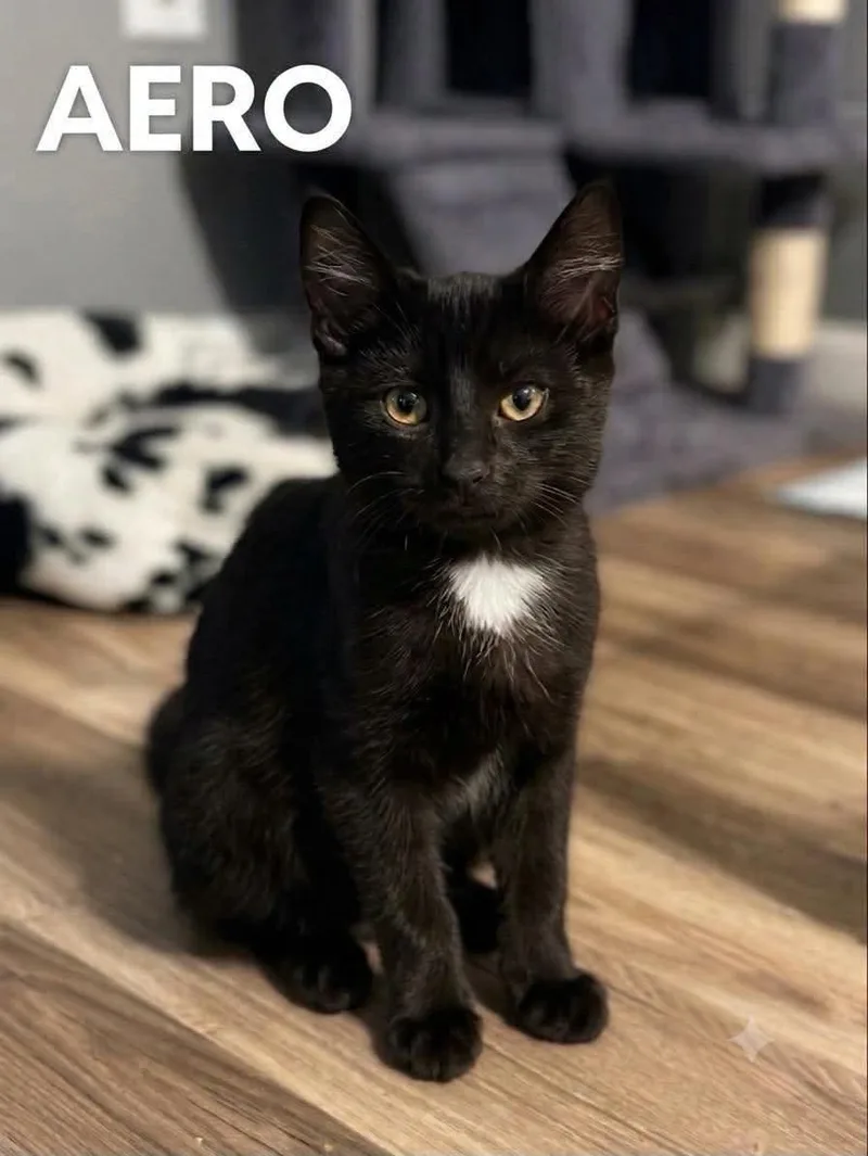 A young medium-sized male Black American Shorthair cat named Aero for adoption in Elkland, PA