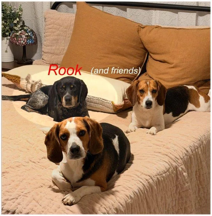 An adult small-sized male Tricolor (Brown, Black, & White) Beagle dog named Rook for adoption in Atco, NJ
