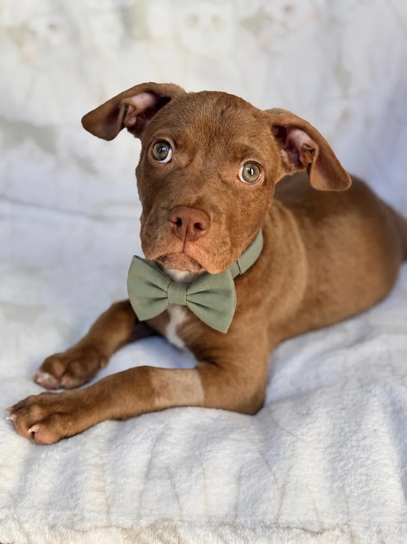 A baby medium-sized male Brown / Chocolate American Staffordshire Terrier dog named Teddy for adoption in Corona Del Mar, CA