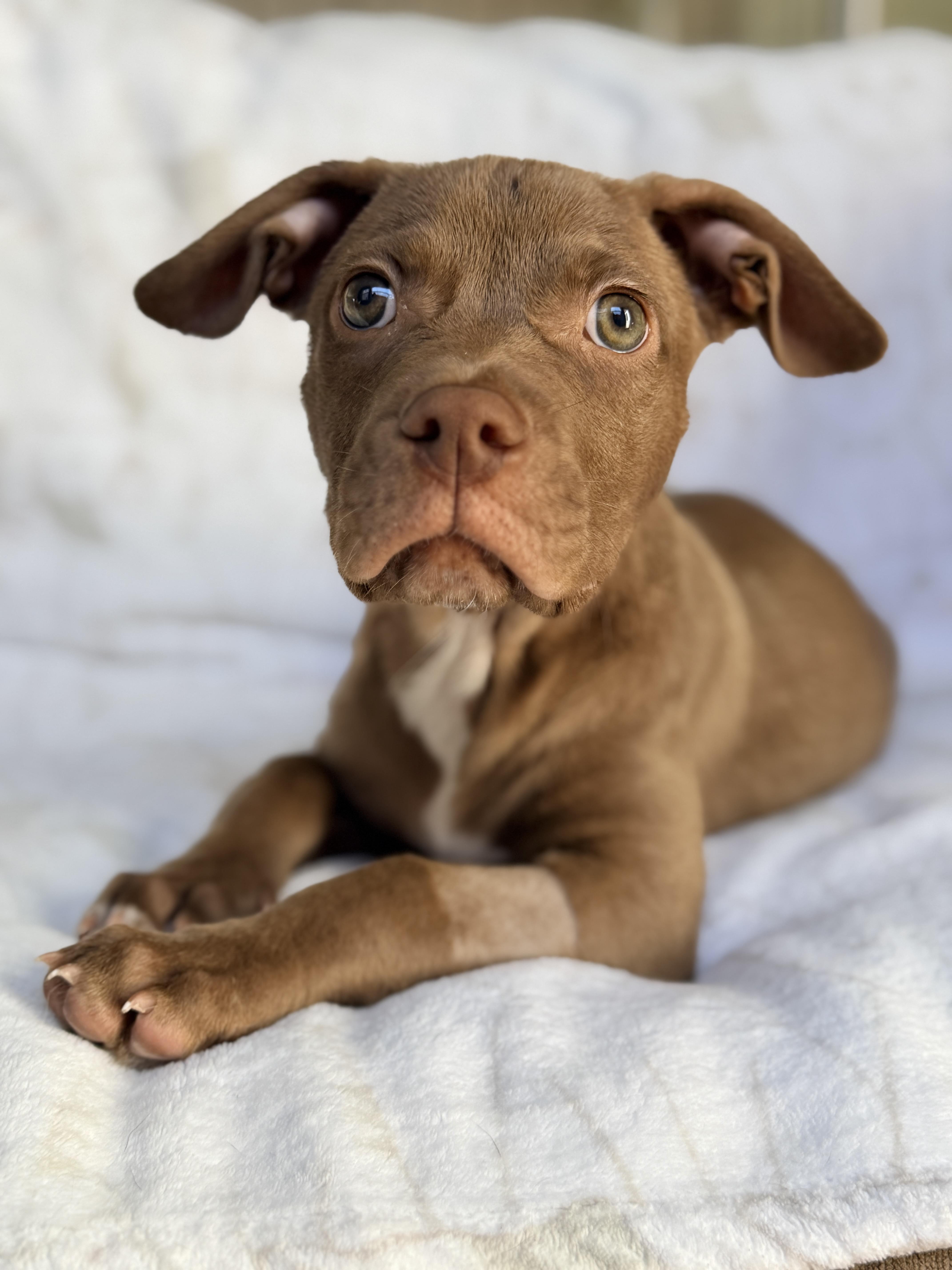 Teddy thumbnail 2