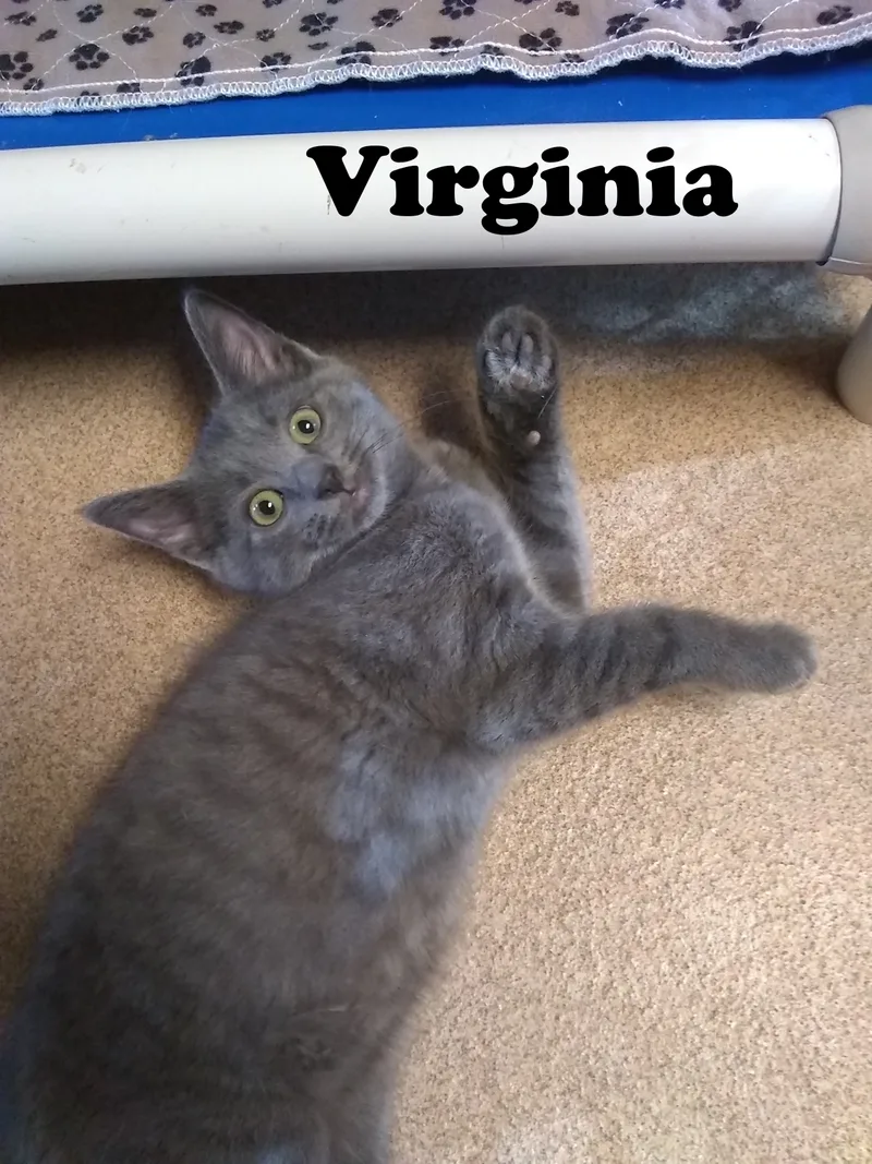 Virginia thumbnail 2