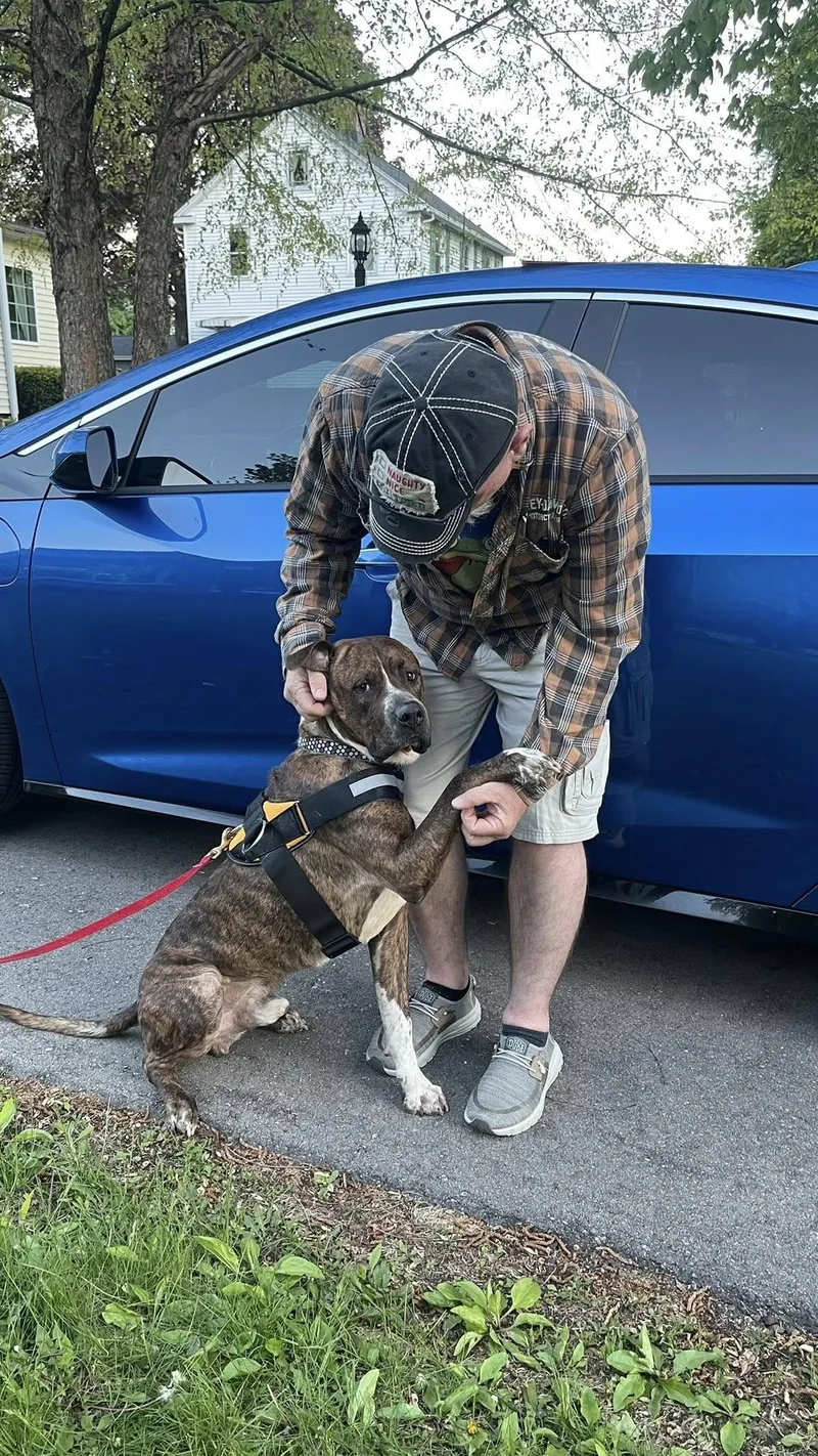 An adult large-sized male Brindle Boxer dog named Garrett for adoption in Clinton, WI