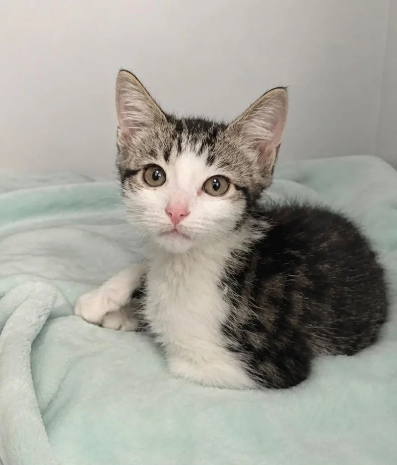 A baby small-sized female Domestic Short Hair cat named Swift for adoption in Columbia, TN