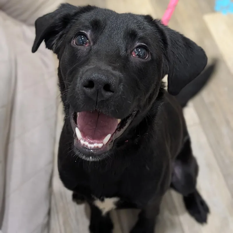 A young medium-sized female Black Labrador Retriever dog named ChaCha for adoption in Watertown, NY