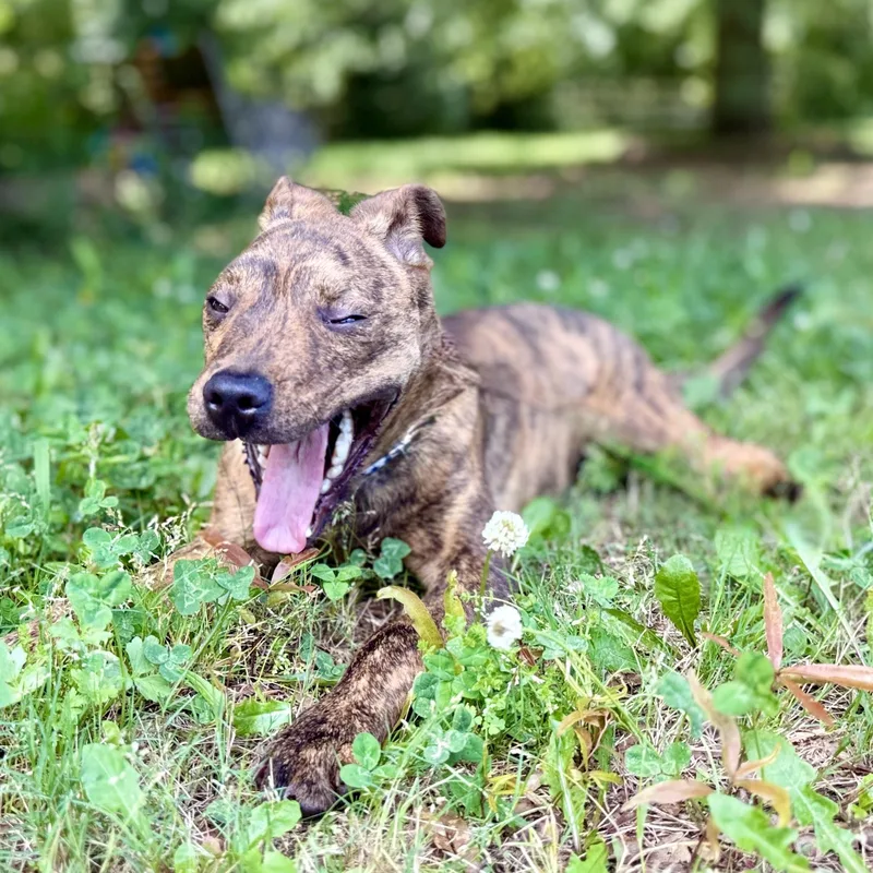 A young medium-sized female Brindle Terrier dog named Bordy  An Absolute for adoption in Pennington, NJ