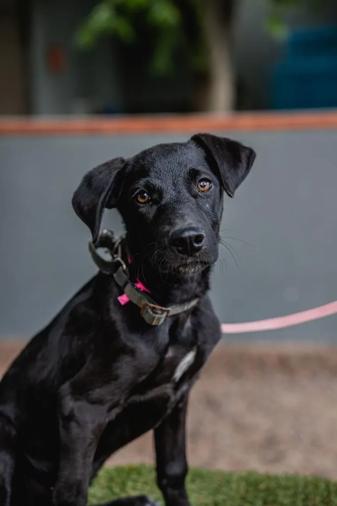 A baby medium-sized female Black Labrador Retriever dog named Bambina for adoption in Anacortes, WA