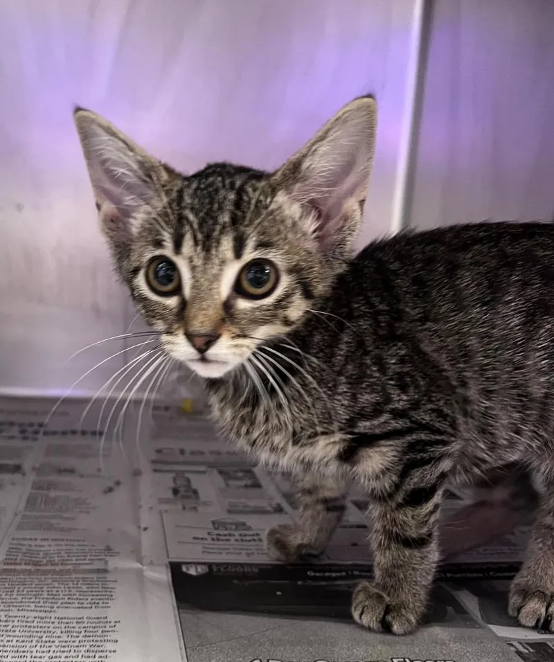 A baby medium-sized female Domestic Short Hair cat named Starlight Glimmer for adoption in Cincinnati, OH
