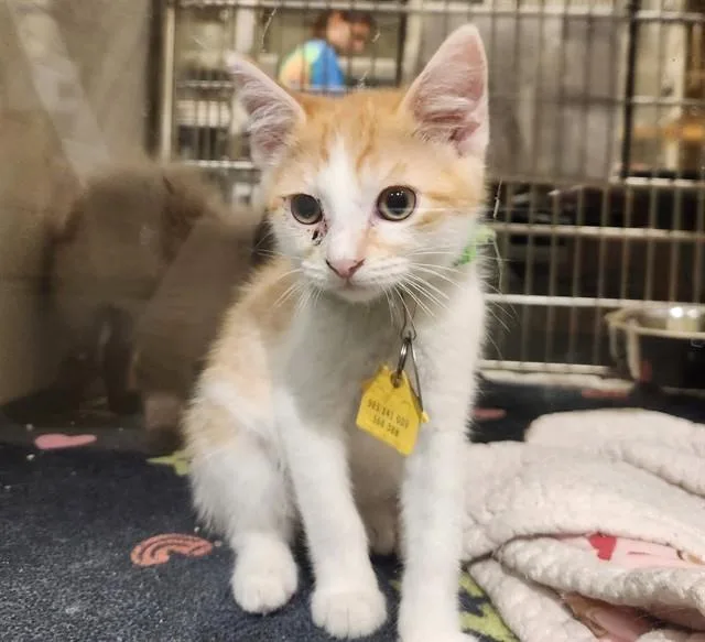 A baby small-sized male Domestic Short Hair cat named Peter for adoption in St. Louis, MO