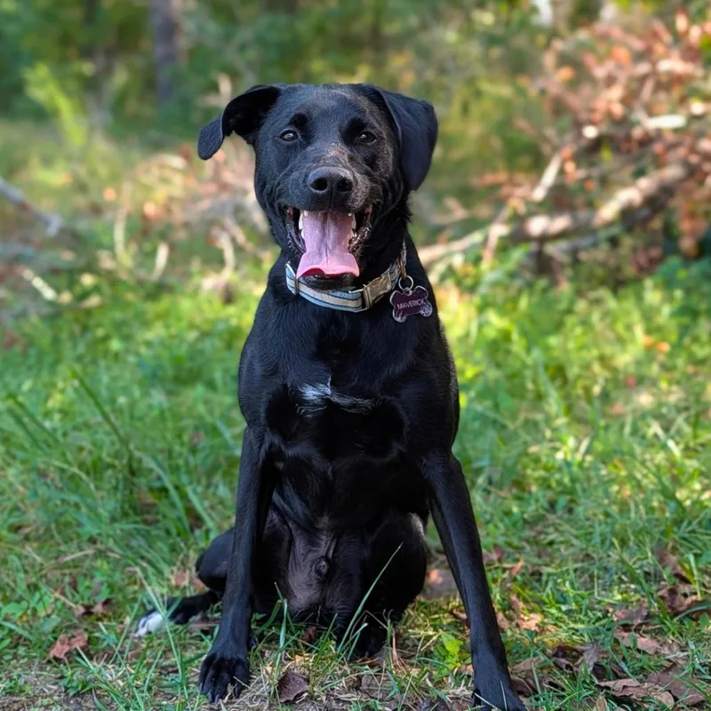 An adult medium-sized male Black Labrador Retriever dog named Xander for adoption in Tyrone, GA