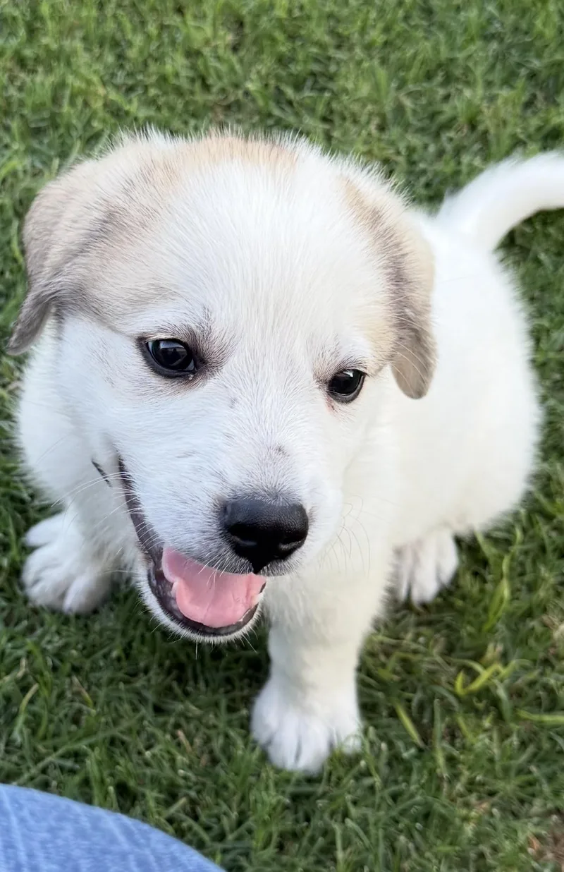 A baby large-sized male Great Pyrenees dog named Bruno Mars Dfw for adoption in Quinlan, TX