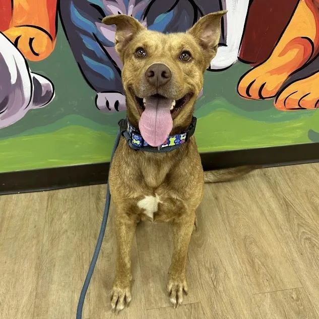 An adult medium-sized male Husky dog named Doc for adoption in Verona, VA
