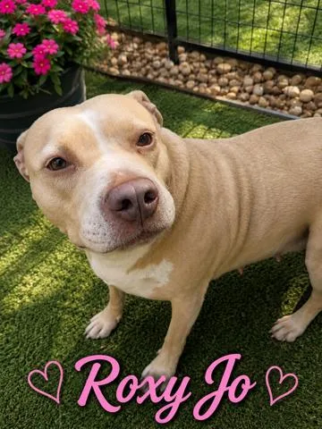A young large-sized female Pit Bull Terrier dog named Roxy Jo for adoption in Fosters, AL