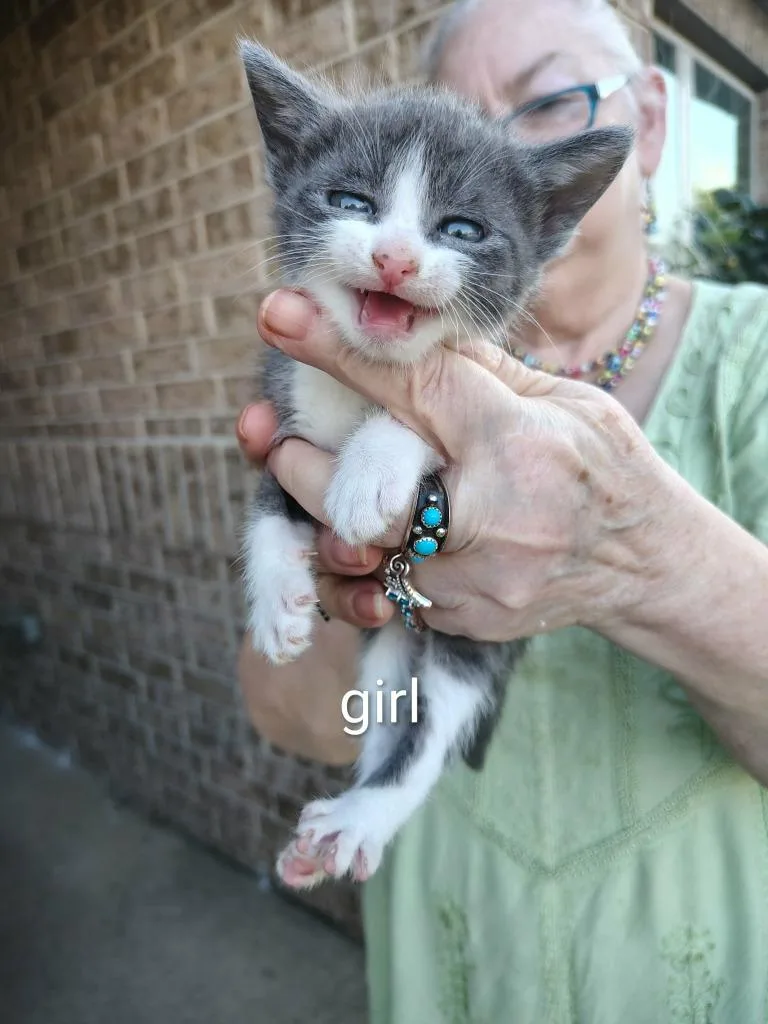 A baby small-sized male Domestic Short Hair cat named Inara for adoption in New Braunfels, TX