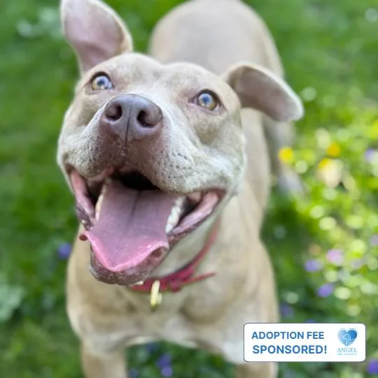 A young medium-sized male Apricot / Beige Pit Bull Terrier dog named Good Boy for adoption in Naperville, IL