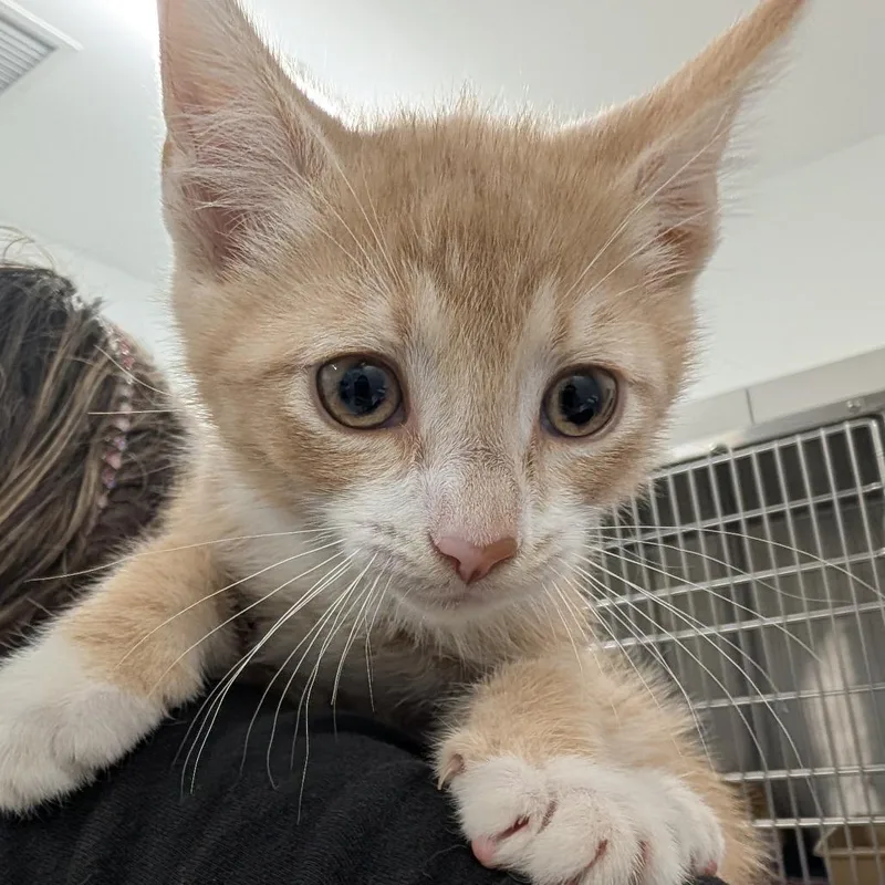A baby small-sized female Orange / Red Domestic Short Hair cat named Margot for adoption in Winston Salem, NC