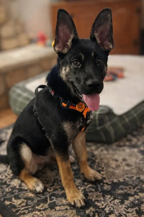 An adult large-sized male German Shepherd Dog dog named Winter for adoption in Seattle, WA