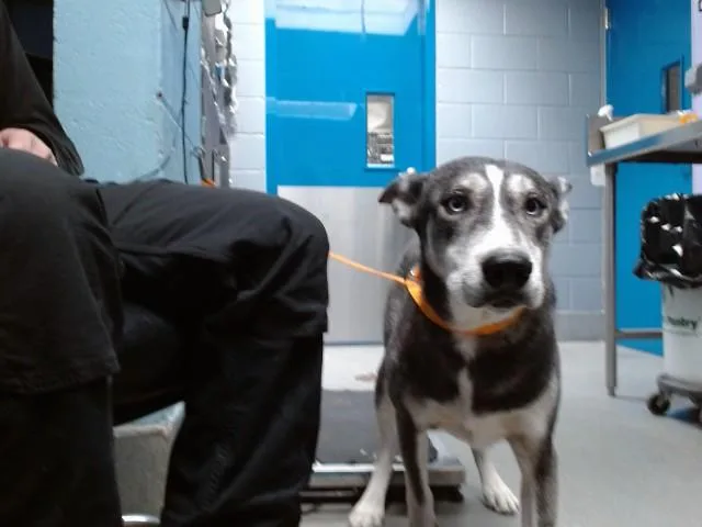 A young small-sized male Husky dog named Thor for adoption in Albuquerque, NM