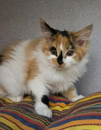 A baby medium-sized female Domestic Medium Hair cat named Sunny  I am for adoption in East Brookfield, MA