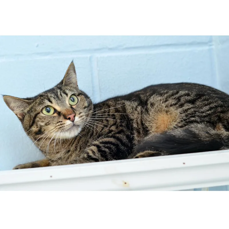 A young medium-sized female Brown / Chocolate Domestic Short Hair cat named Venus for adoption in Sanford, FL