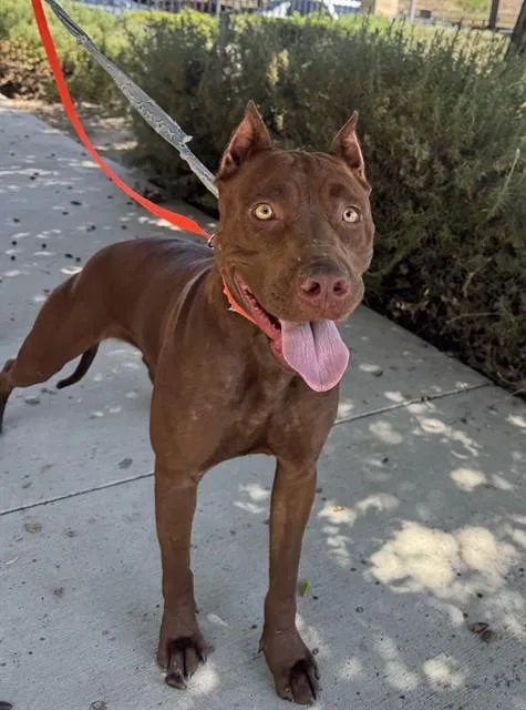 A young large-sized female Pit Bull Terrier dog named Aurora for adoption in Riverside, CA