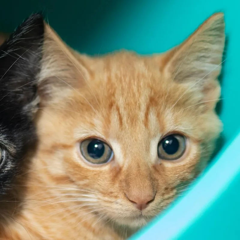 A baby small-sized male Domestic Medium Hair cat named Aflac for adoption in Middletown, RI