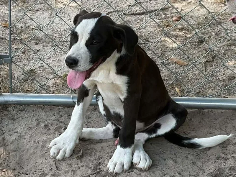 A baby medium-sized male Tricolor (Brown, Black, & White) Hound dog named Petey for adoption in New Bedford, MA