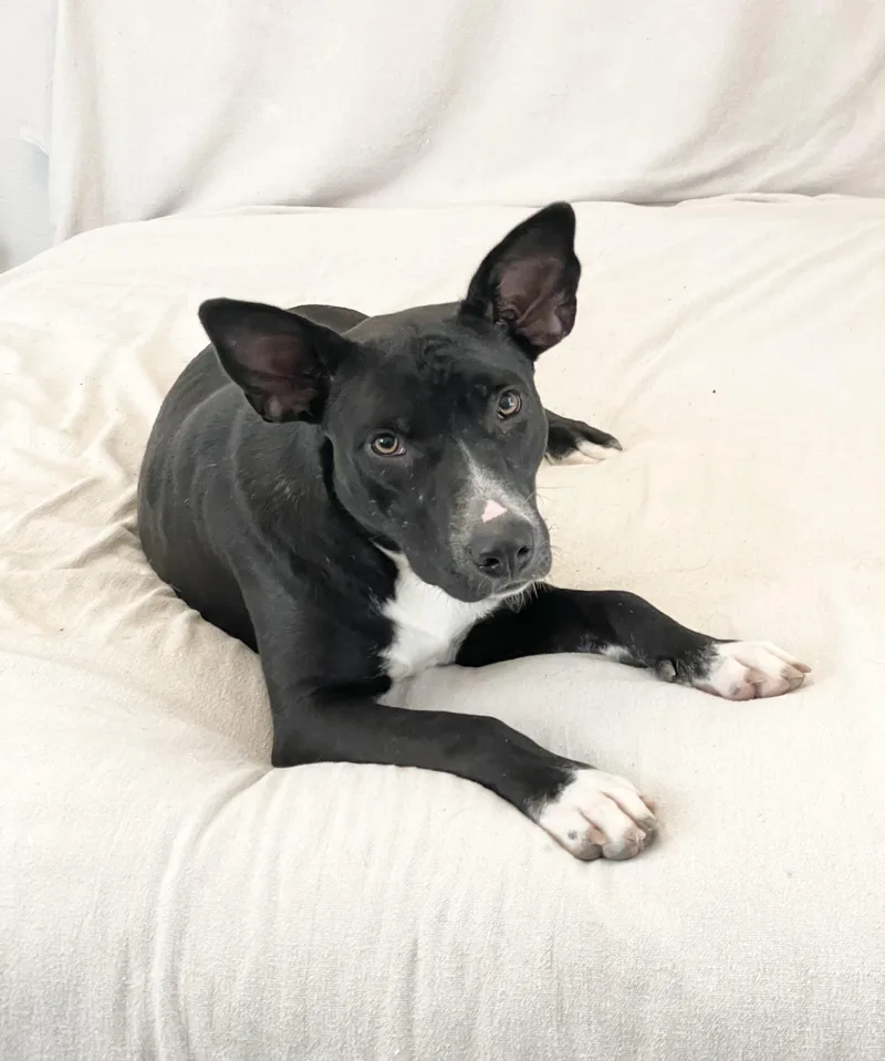 A young large-sized female Black American Bully dog named Amazing Lorelei for adoption in Burlington, NC