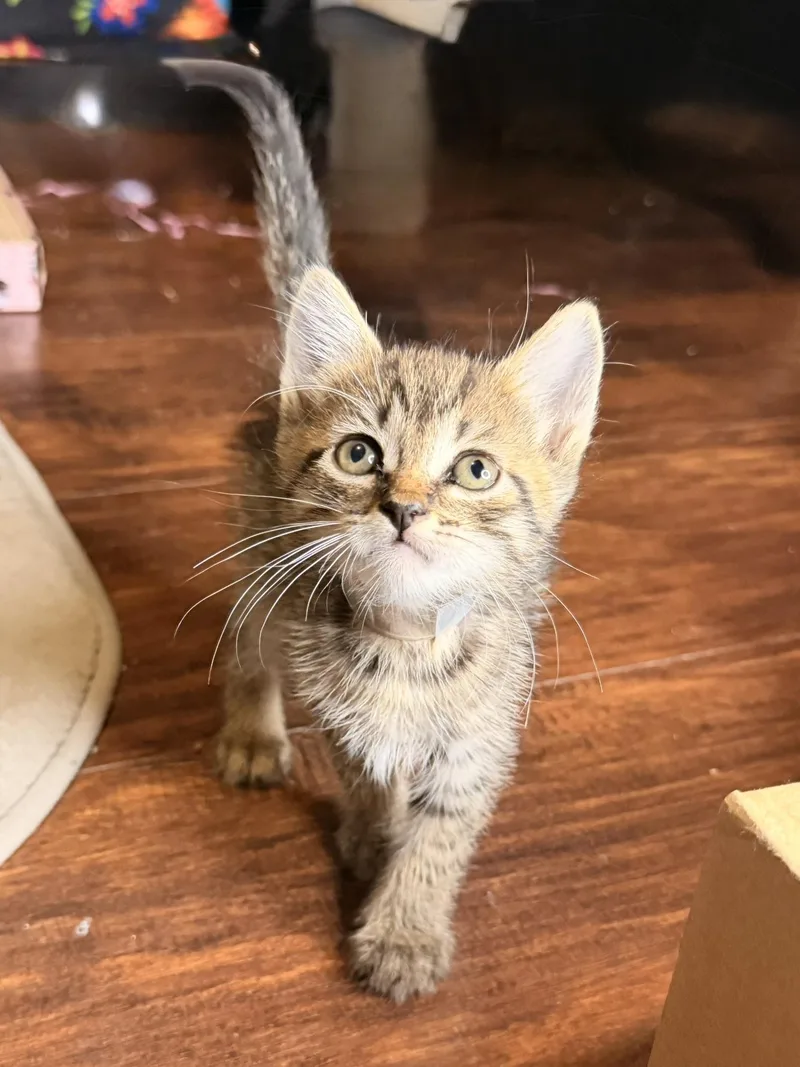A baby medium-sized male Buff / Tan / Fawn Tabby cat named Eclipse for adoption in Los Angeles, CA