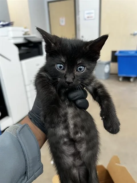 A baby medium-sized male Domestic Medium Hair cat named Hendrix for adoption in Dallas, TX