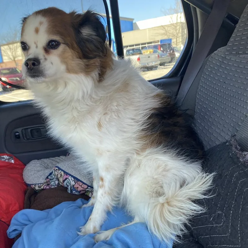 An adult small-sized male White / Cream Mixed Breed dog named Casanova for adoption in Chattanooga, TN