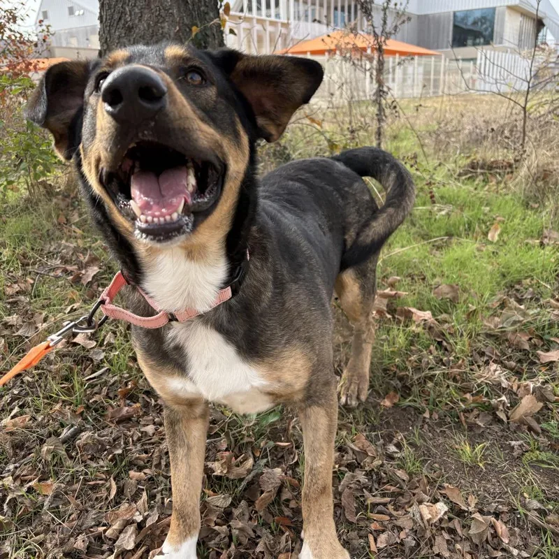 An adult medium-sized male Black Mixed Breed dog named Auggie for adoption in Bentonville, AR