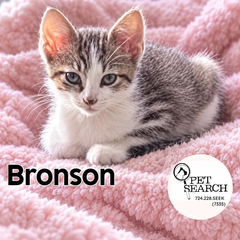 Bronson