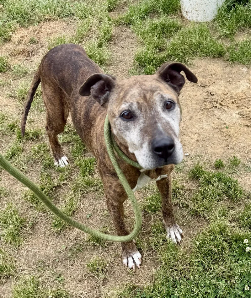 A senior medium-sized female Brindle Terrier dog named Jade for adoption in Lancaster, SC