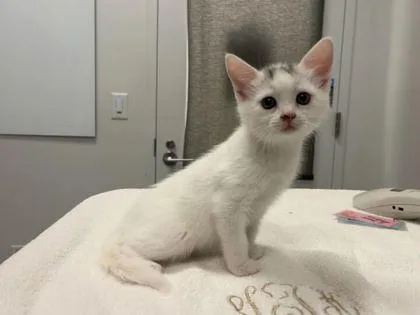 A baby small-sized female White Domestic Short Hair cat named June for adoption in Kansas City, MO