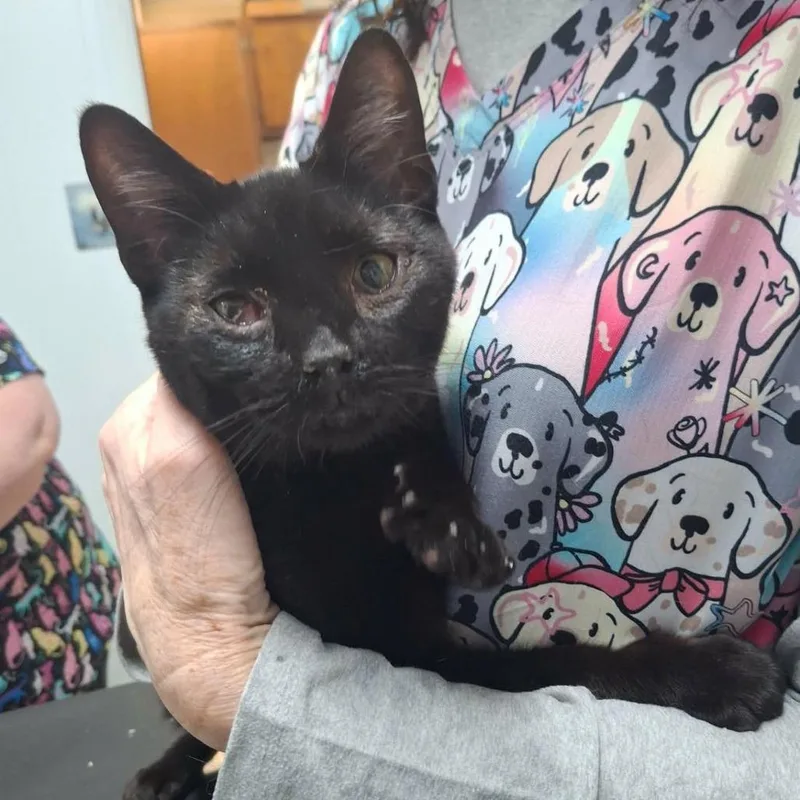 An adult small-sized male Black Domestic Short Hair cat named Spooky for adoption in Winchester, VA