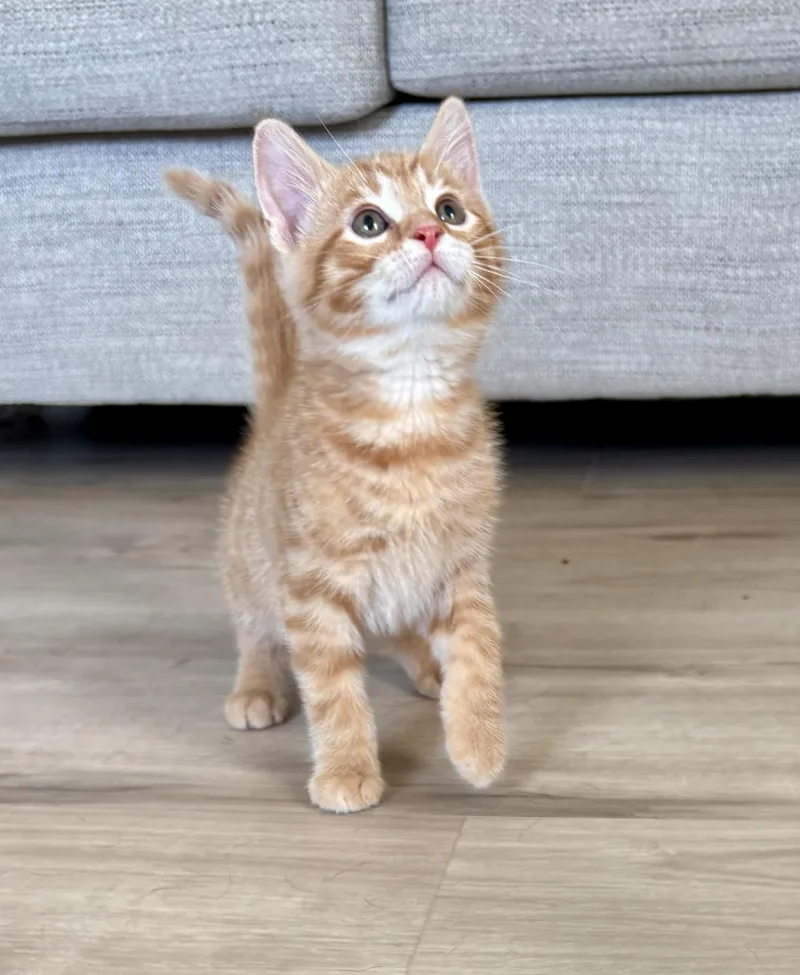 A baby large-sized male Tabby (Orange / Red) Domestic Short Hair cat named Flint for adoption in Geneseo, IL