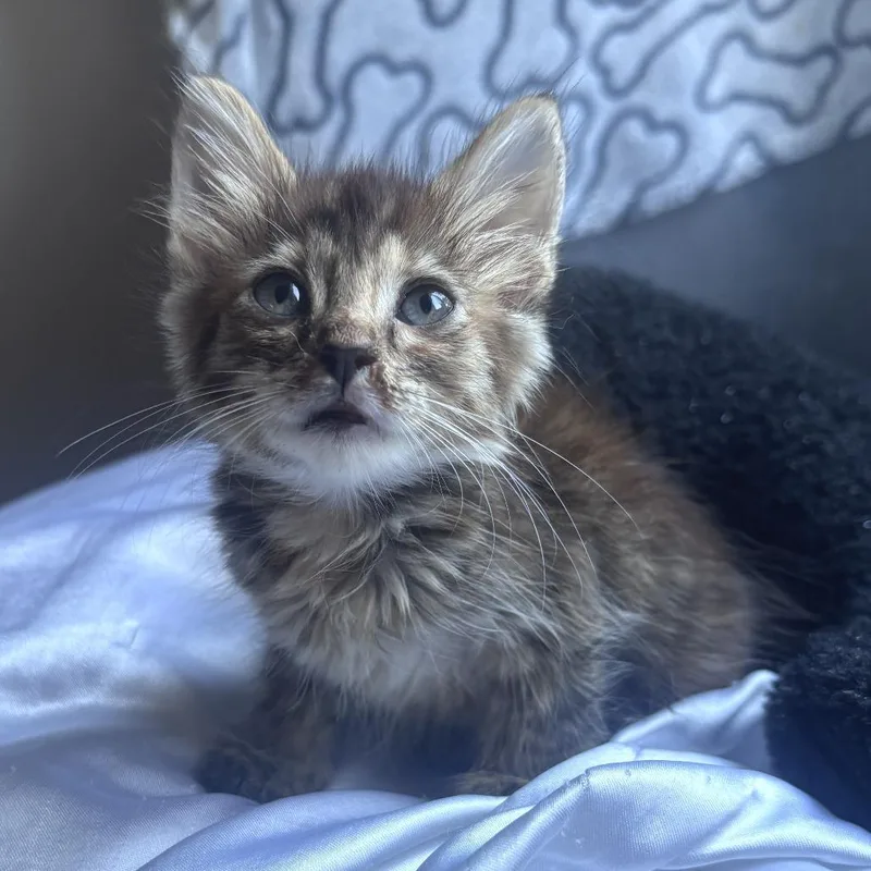 Hazel