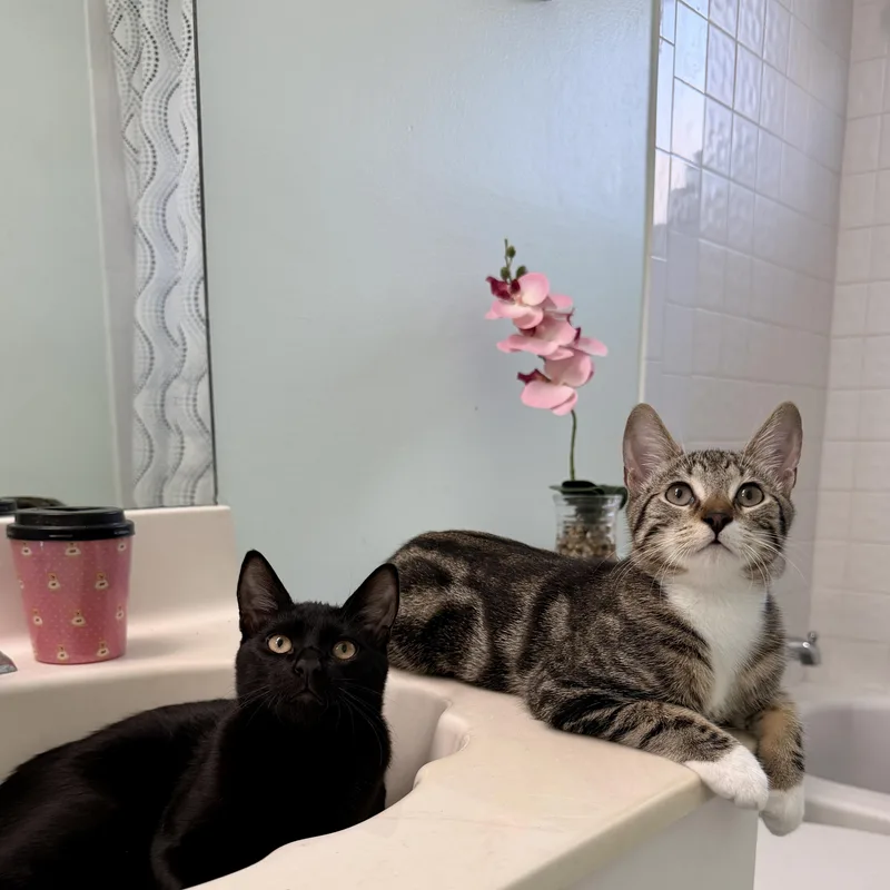 A baby medium-sized female Tabby cat named Sweet Peanut for adoption in Boca Raton, FL