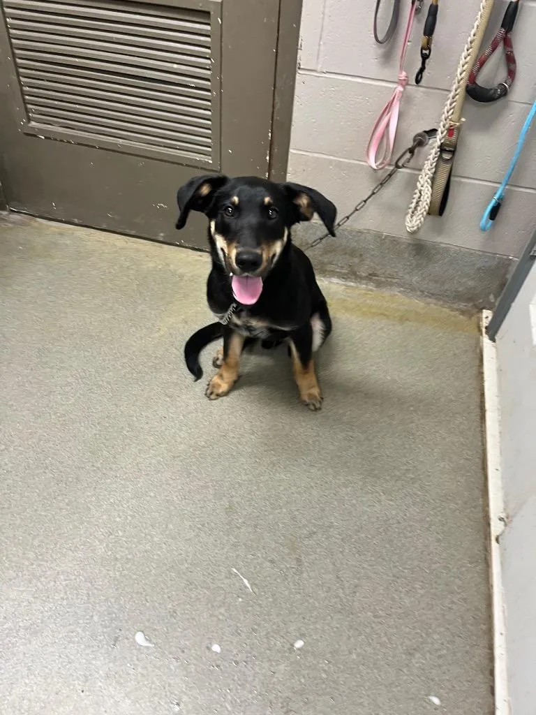 Hugo